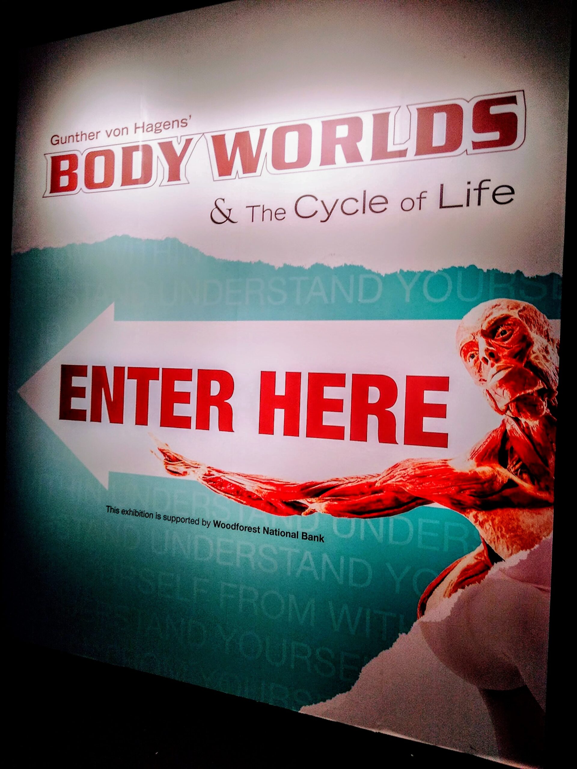 New Blockbuster BODY WORLDS Exhibition Arrives at HMNS HOT IN HOUSTON NOW